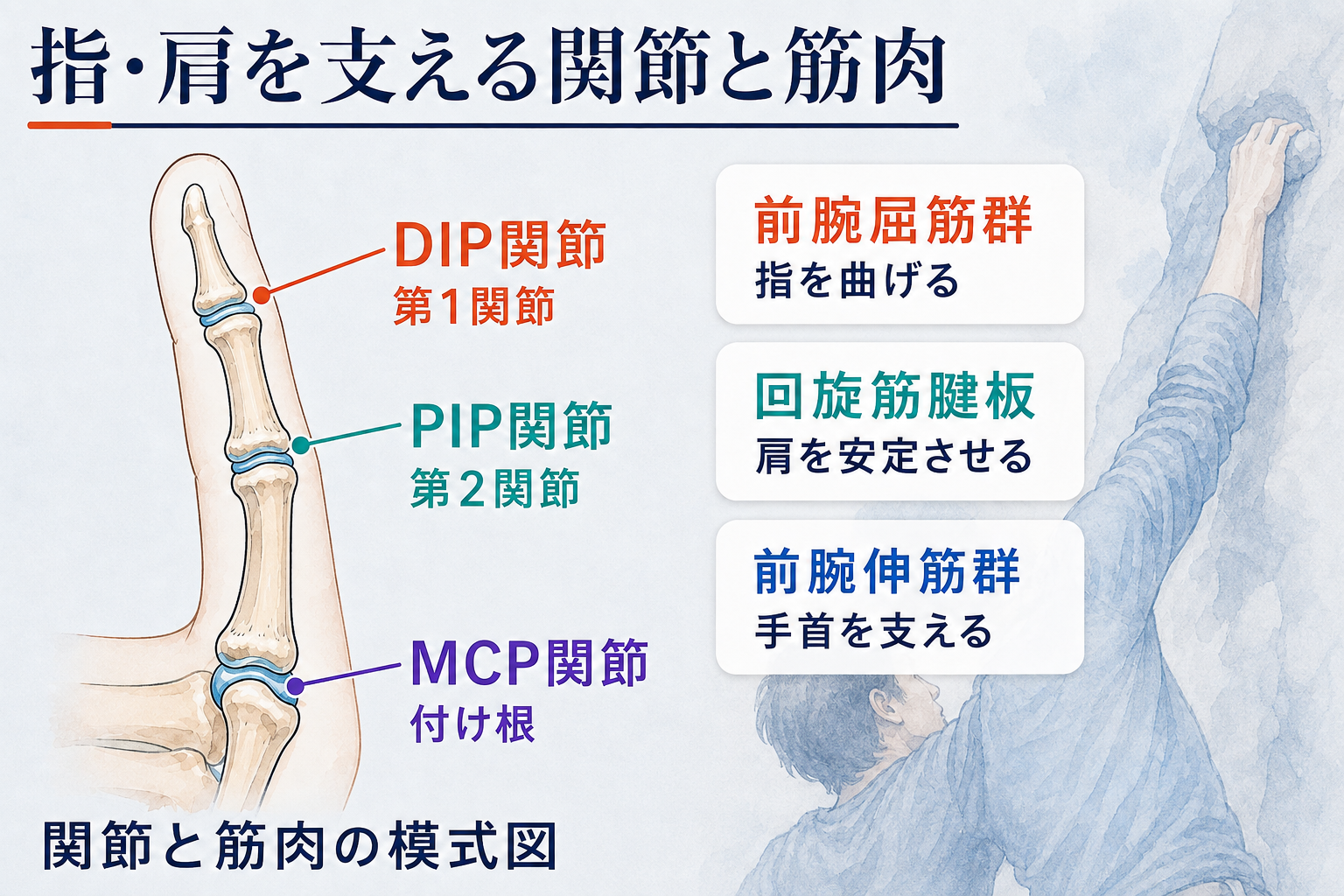 指のDIP関節は第1関節、PIP関節は第2関節、MCP関節は付け根。前腕屈筋群は指を曲げ、回旋筋腱板は肩を安定させ、前腕伸筋群は手首を支える模式図